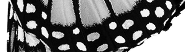 schmetterling-1-klein