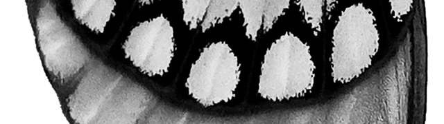 schmetterling-2-klein